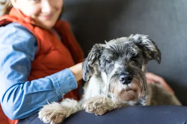 Miniature Schnauzers are smaller but full of energy and affectionate.