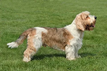 Petit Basset Griffon Vendéens are a happy and playful dog.