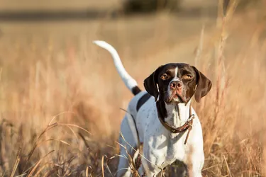 Pointer dogs are an affectionate, hunting breed and perfect for families.