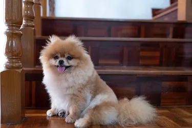 Pomeranian dogs are a small, affectionate and outgoing breed.