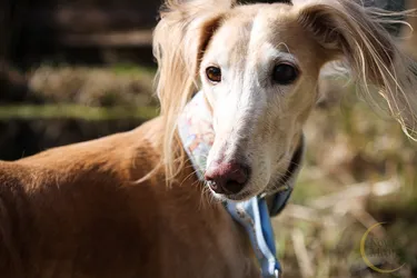 Saluki dogs are a highly adaptable and loyal breed.