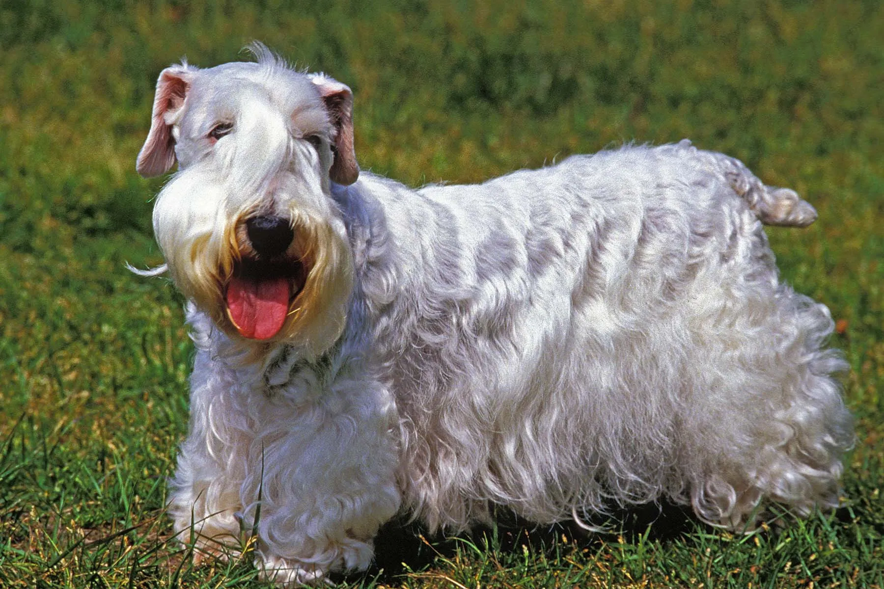 Image showcasing All About Sealyham Terriers