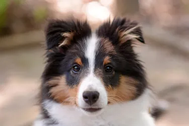 Shetland Sheepdogs are an affectionate herding dog breed perfect for families with children.