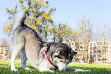Siberian Huskies are very energetic and even friendly around strangers.