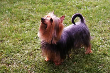 Silky Terriers are a friendly, high-spirited dog.