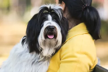 A Tibetan Terrier dog is a loyal companion.