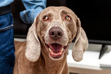 Weimaraner dogs are friendly and the perfect addition for families.