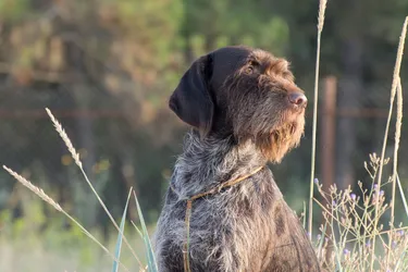 Wirehaired Pointing Griffons are a friendly dog great for the outdoors.
