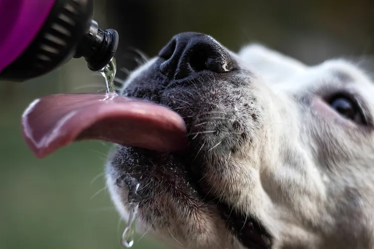 photo of dog drinking water from bottle