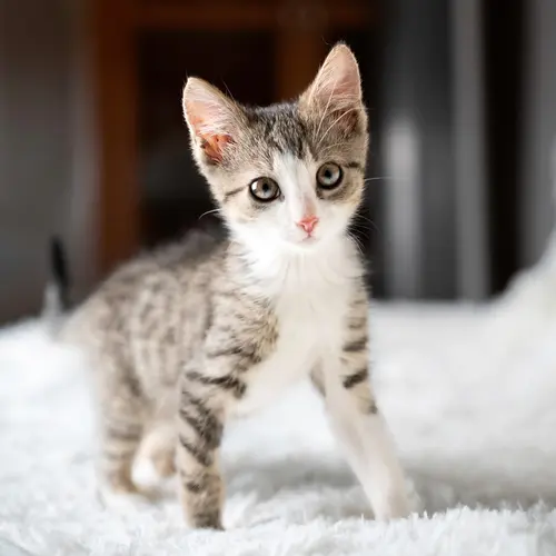 photo of kitten on rug
