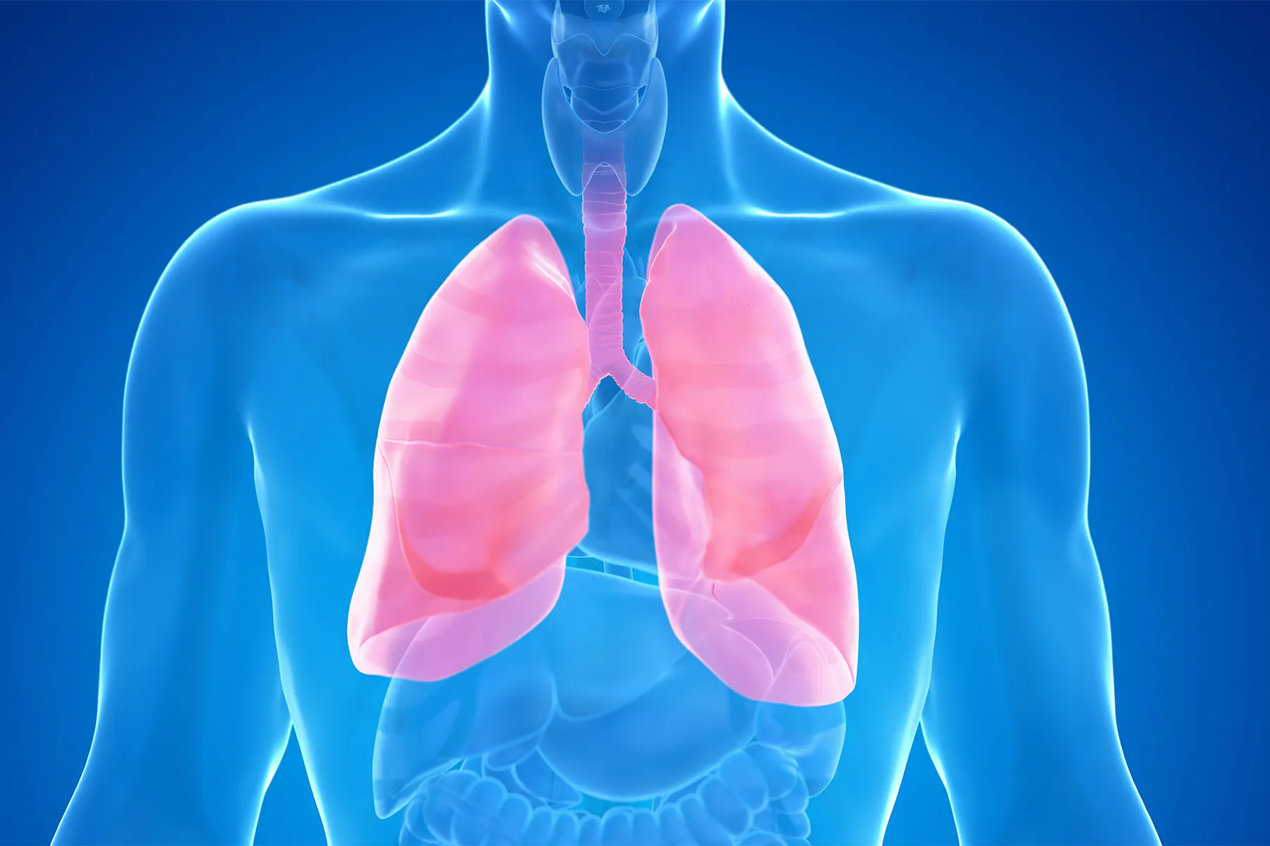 photo of lungs