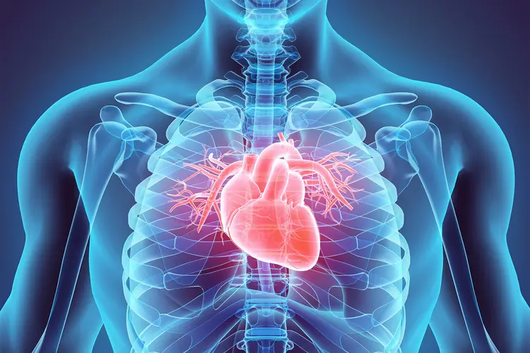 A 3D illustration of the heart 