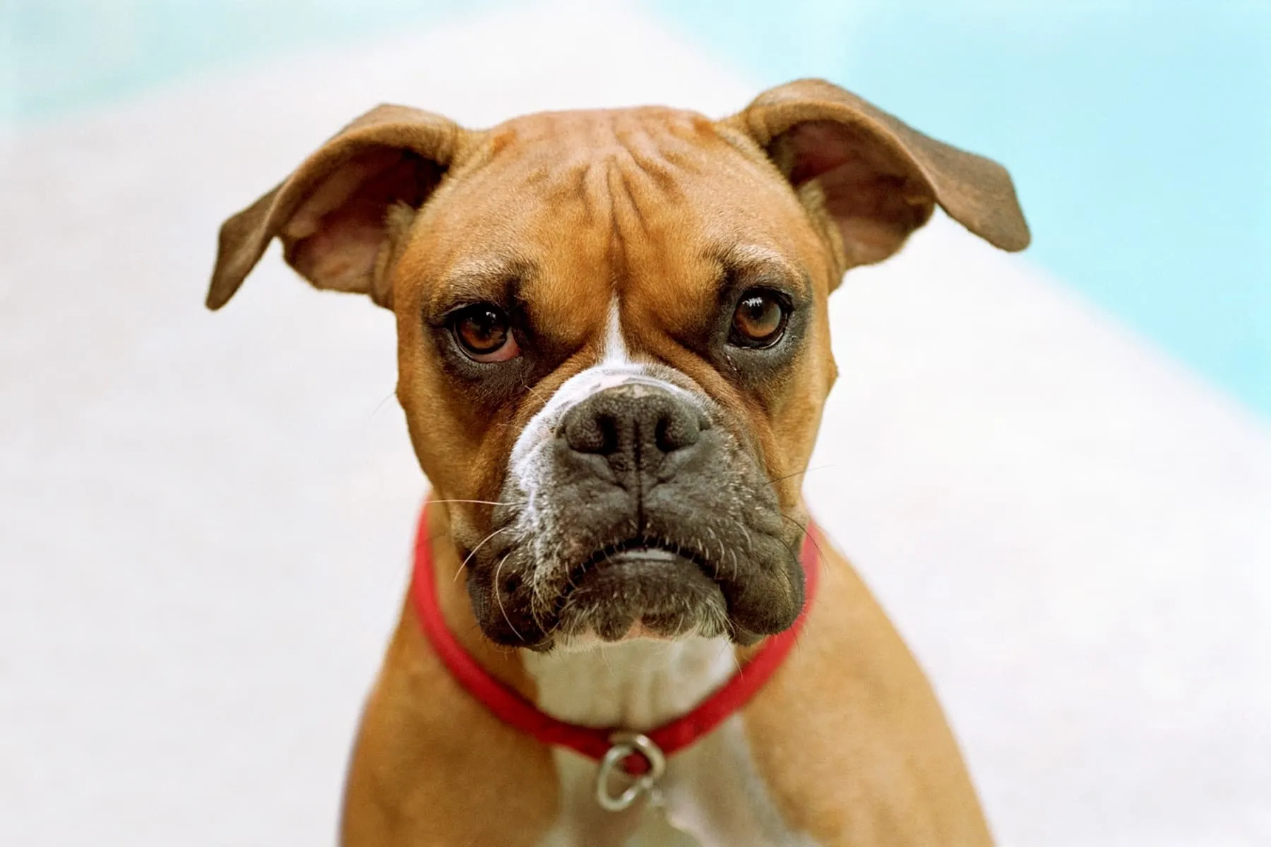 Common Health Problems for Popular Dog Breeds