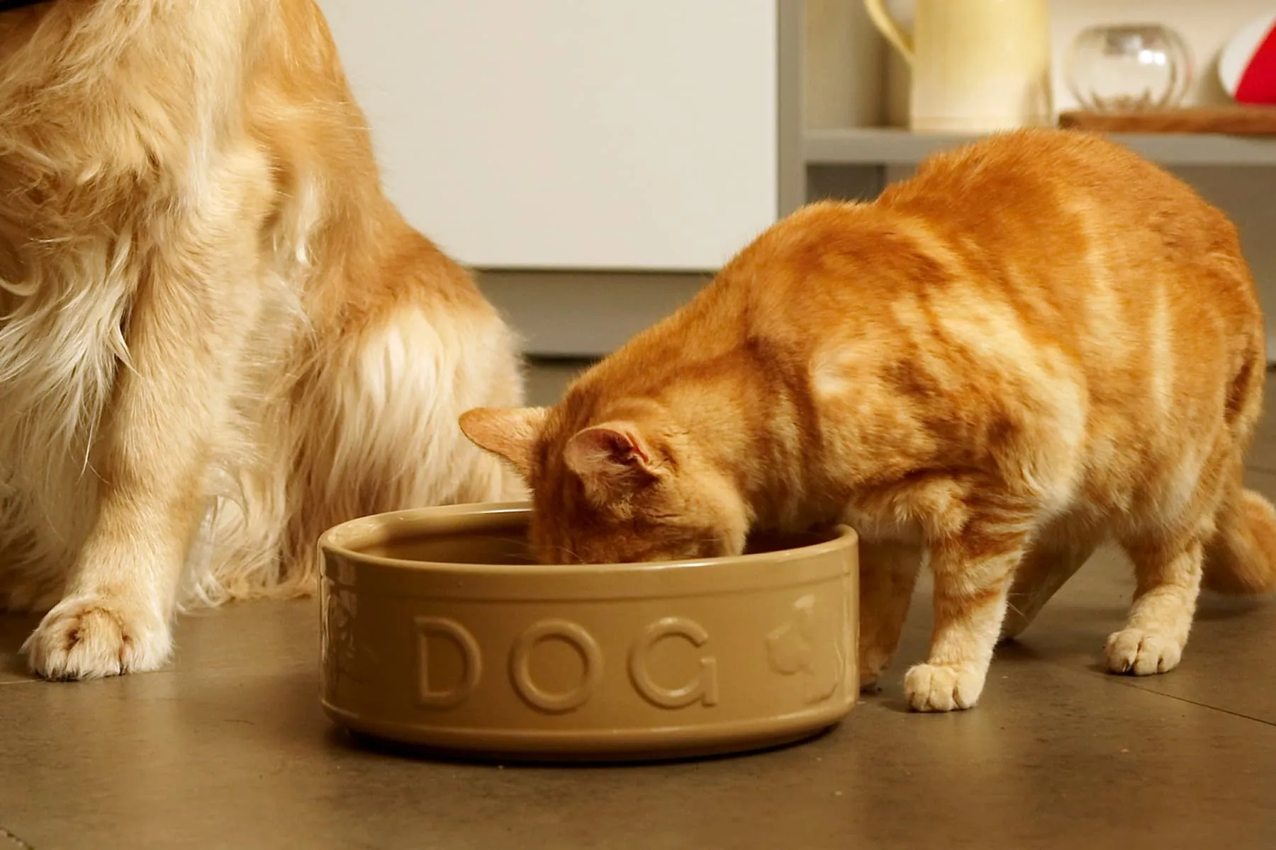 is it ok to feed your cat tuna