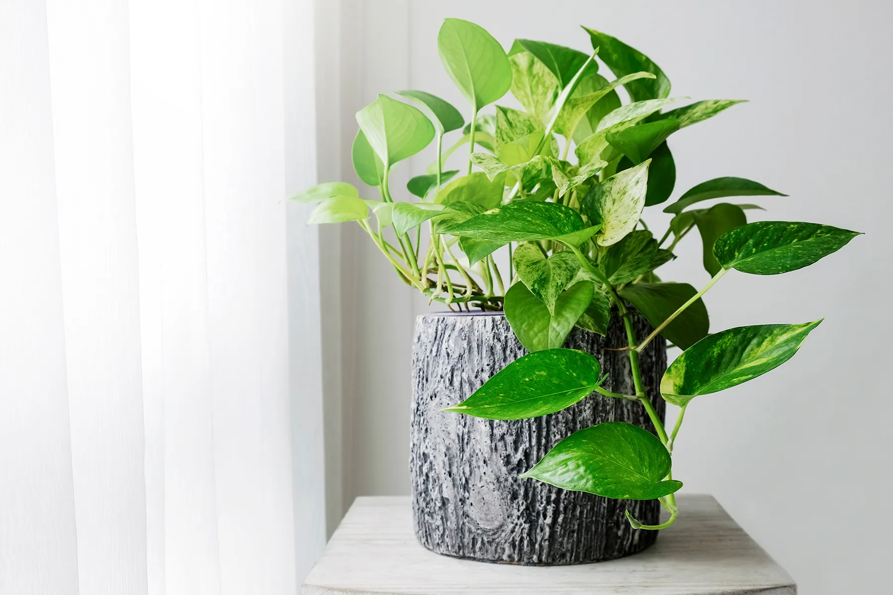 Health Benefits of Houseplants