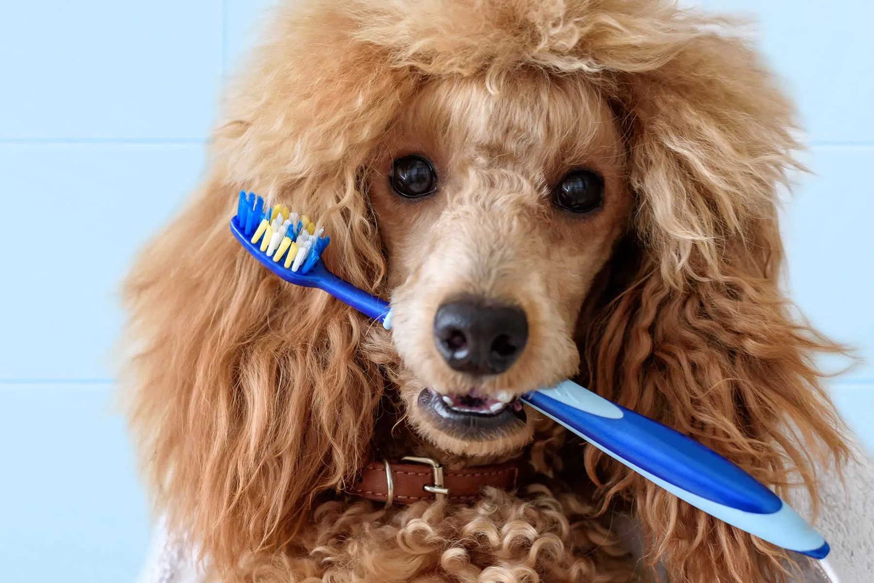 How to Brush Your Dog’s Teeth