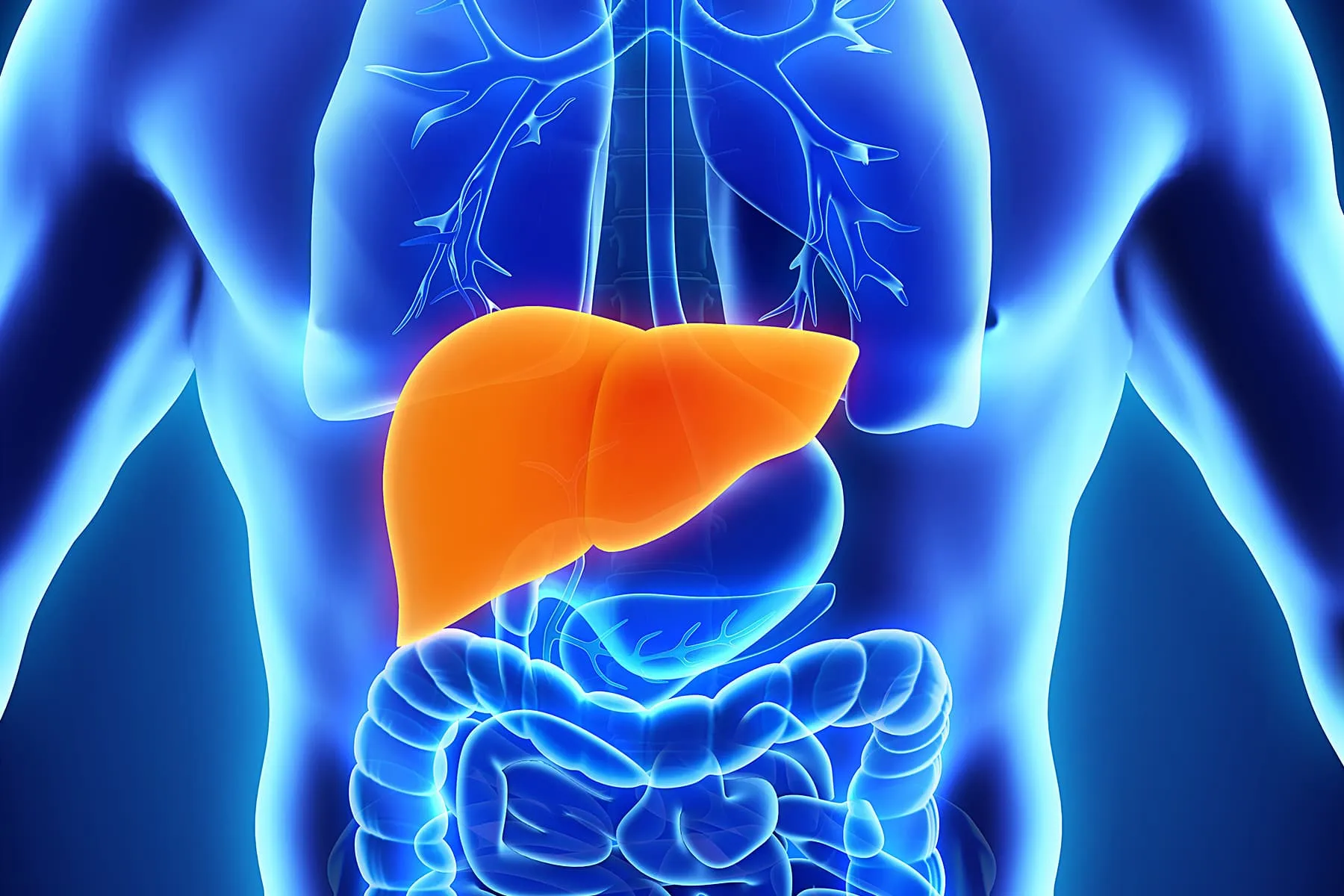 liver| Midas Wellness Hub