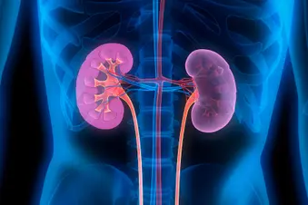 photo of kidneys