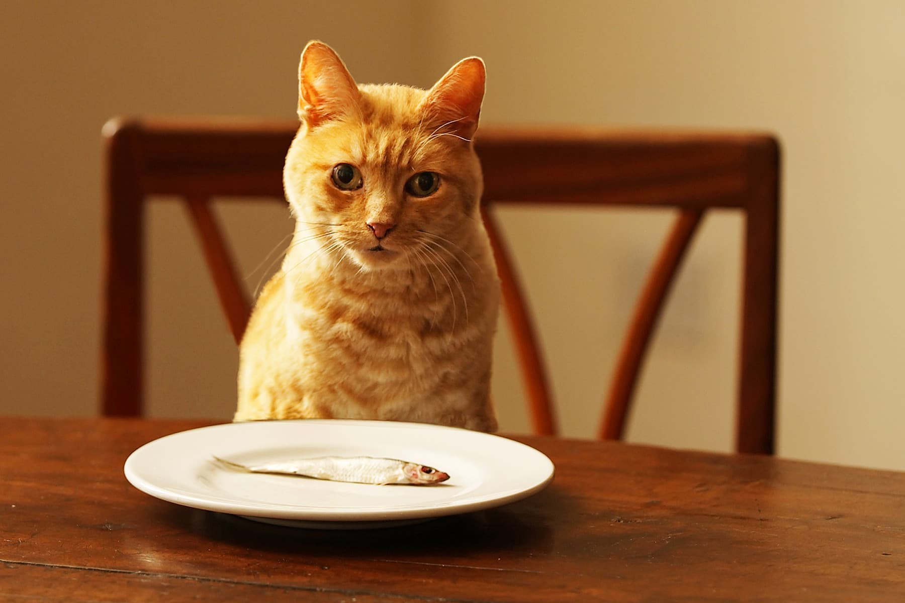 cat at table