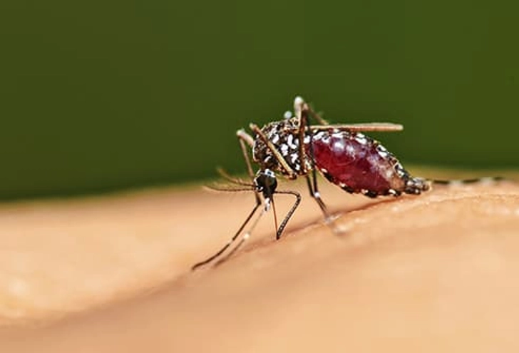 Bug Bites
