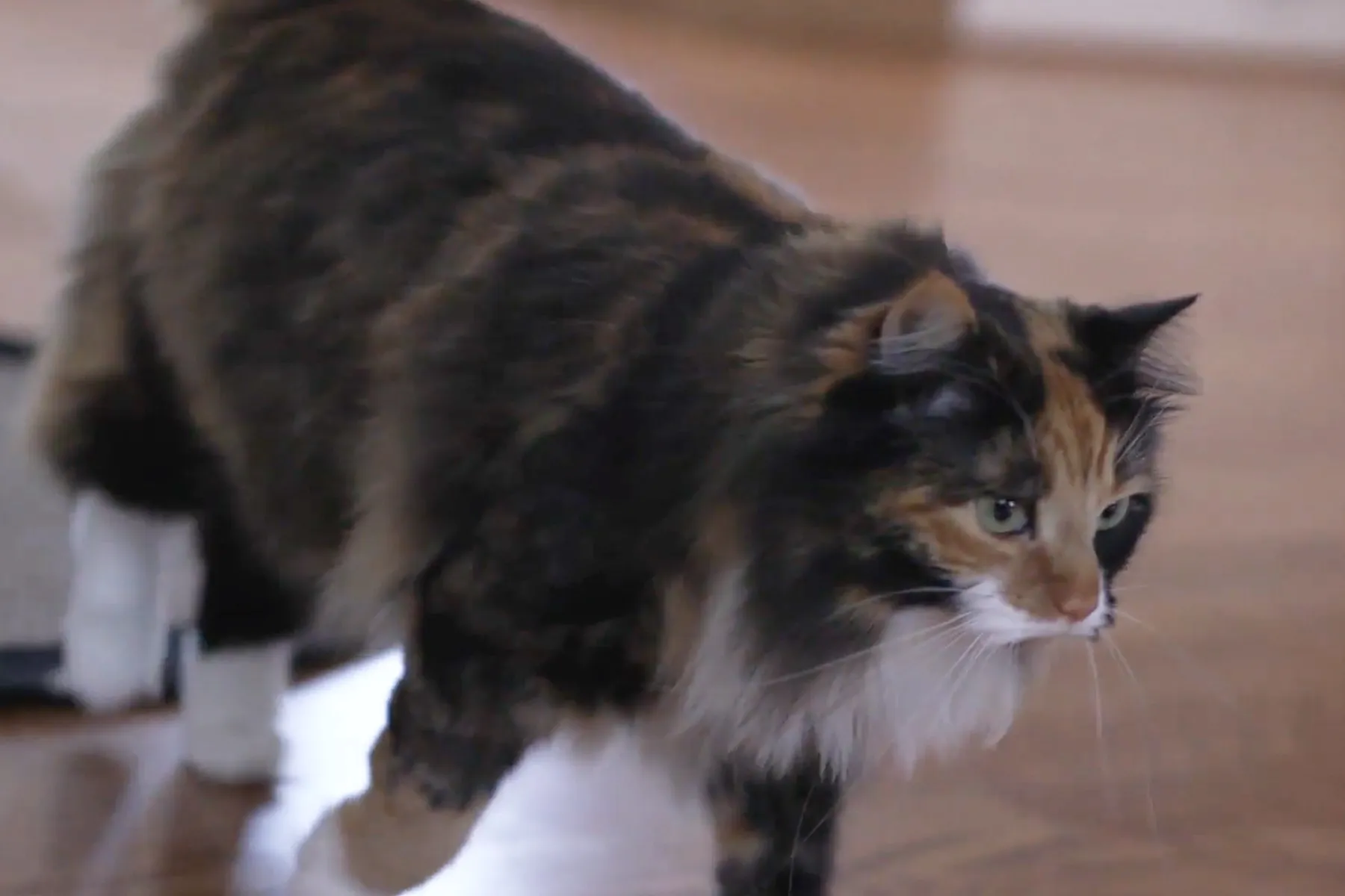 Ways To Keep Your Cat Healthy