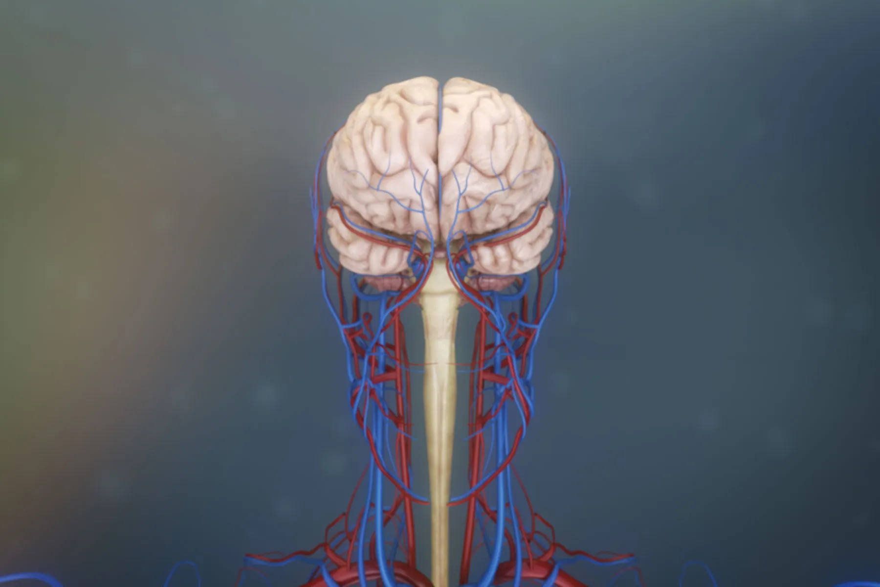 Inside a Brain Aneurysm