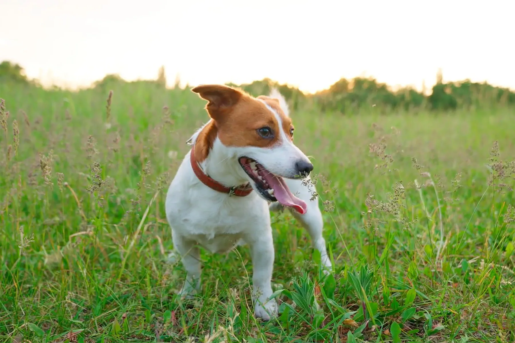 Keep Your Home Flea-Free