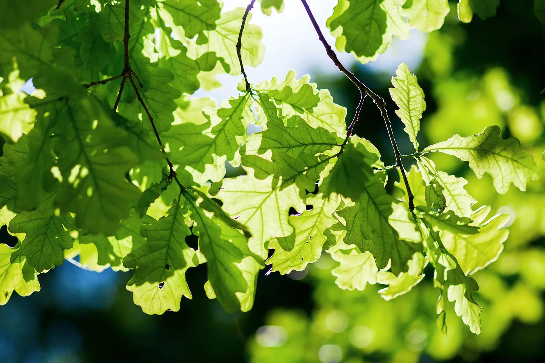 What Are the Top Pesky Plants?