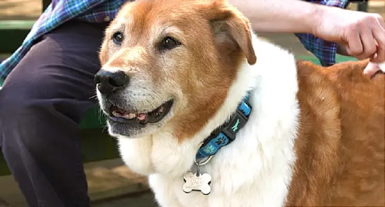 cute dog