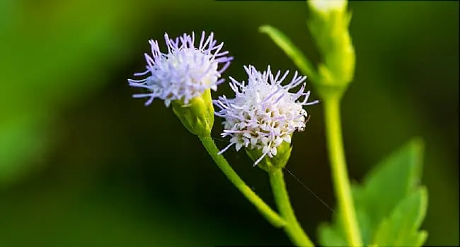 on Benefits and Risks of Horny Goat Weed 