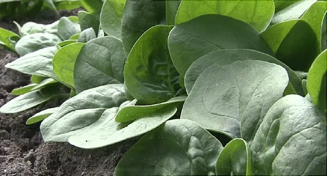Scientists Grow Heart Cells on Spinach Leaves