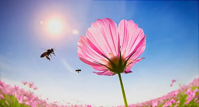 Common Allergy Triggers