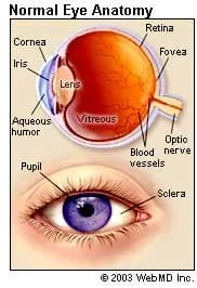 normal eye anatomy