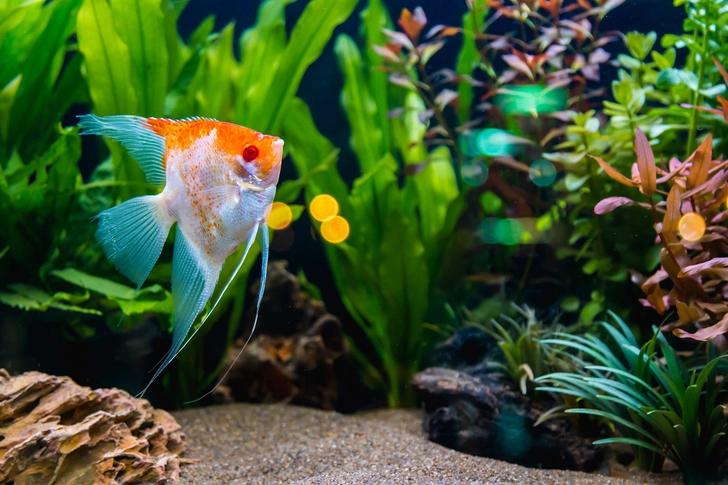 Pets (Even Fish) Ease Stress
