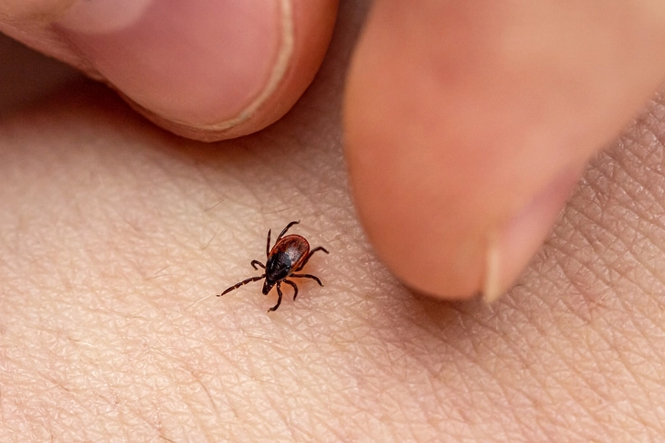 Lyme Disease