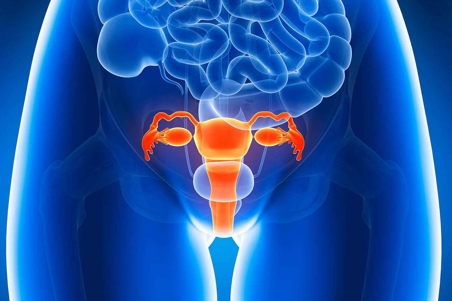 photo of illustration of uterus