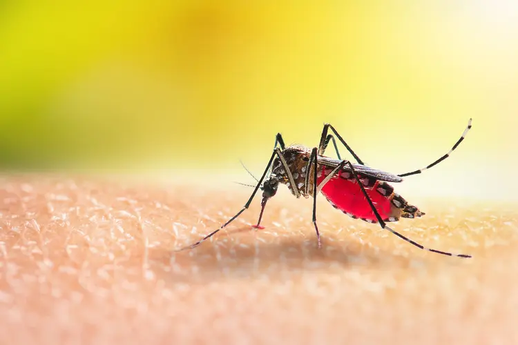 photo of Aedes mosquito