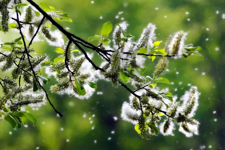 America’s Allergy Capitals
