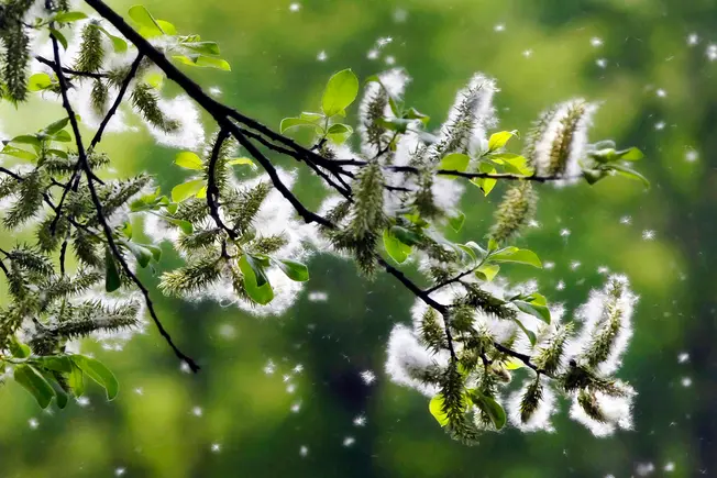 America’s Allergy Capitals America’s Allergy Capitals