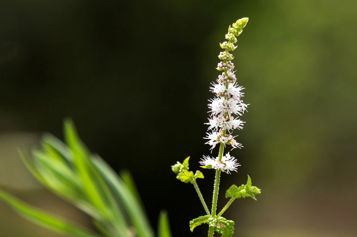 Potential Supplement: Black Cohosh Potential Supplement: Black Cohosh