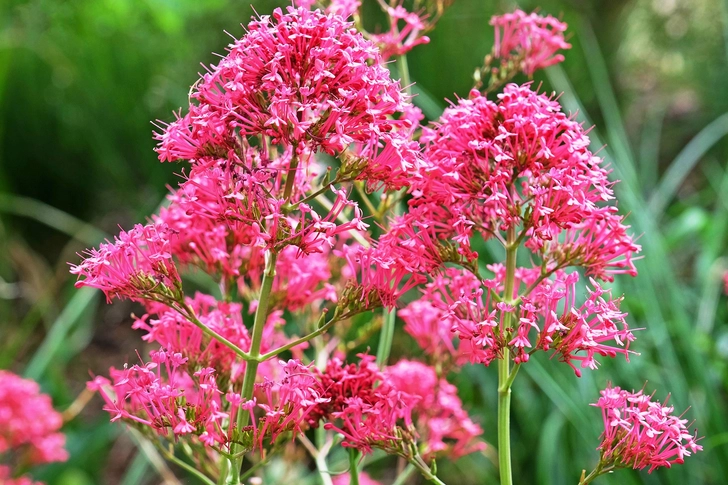 Potential Supplement: Valerian Potential Supplement: Valerian