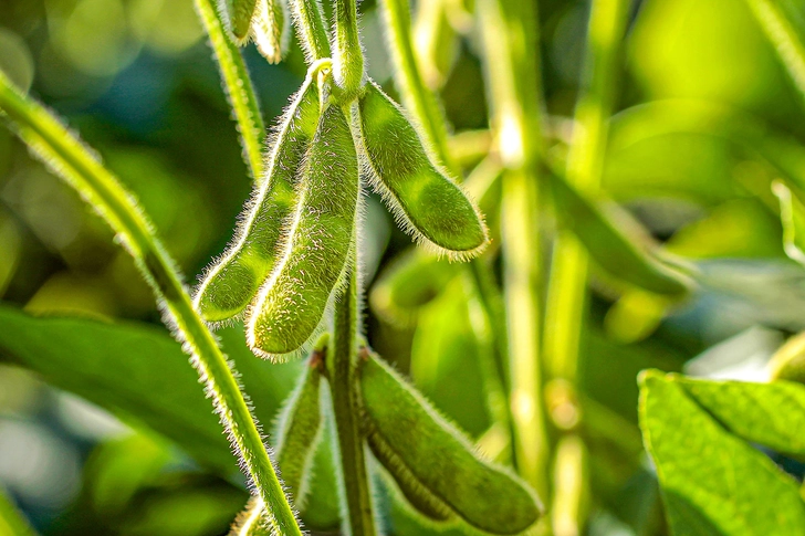 Potential Supplement: Isoflavones Potential Supplement: Isoflavones
