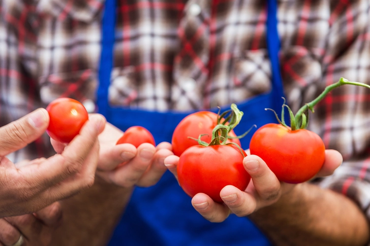 Fresh Tomato Buying Tips
