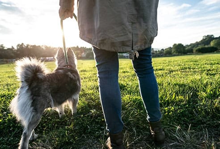 Have Leash, Will Walk