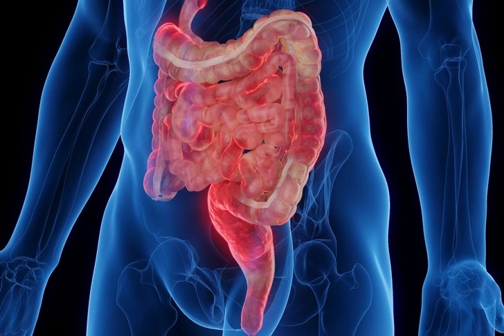The Digestive System