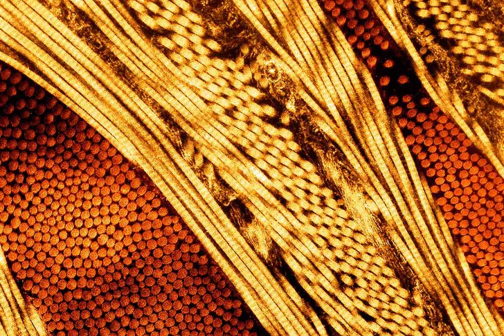 What Is Collagen? What Is Collagen?