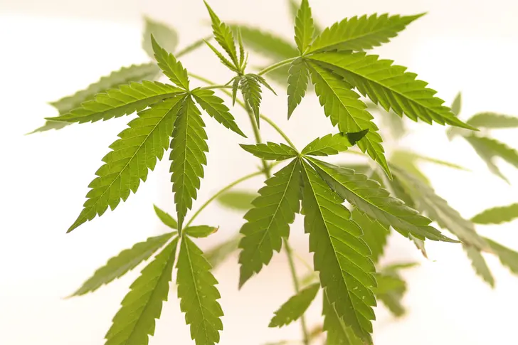Understanding Medical Marijuana