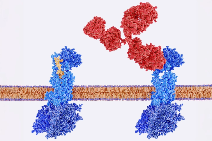 What Is CGRP?