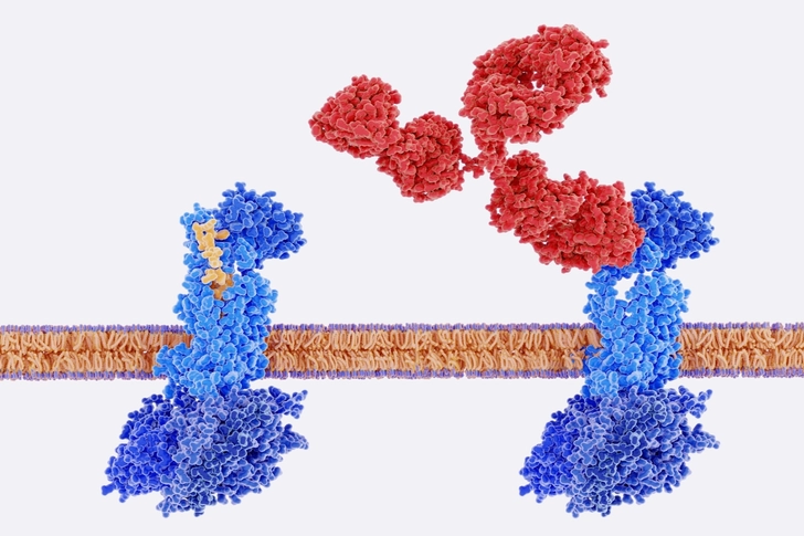 CGRP Antagonists CGRP Antagonists