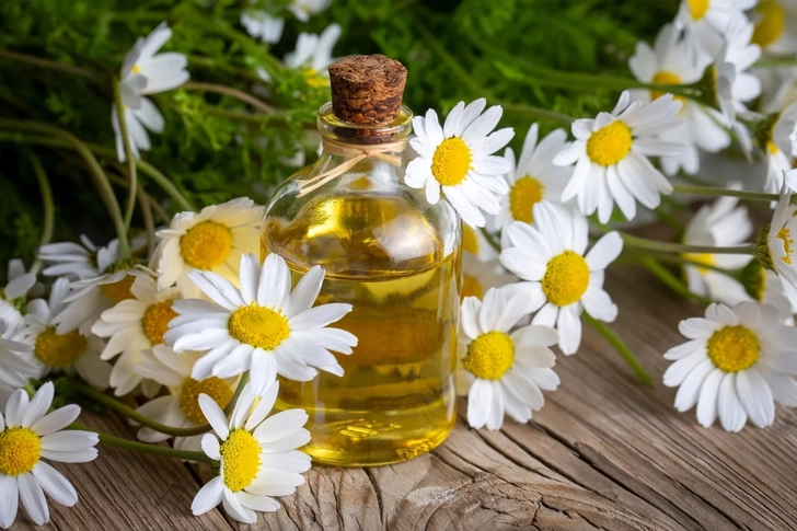 Chamomile Chamomile